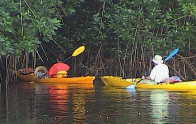 Kayak en manglaternera